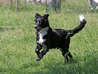 Puppys van Bliss040622-0153